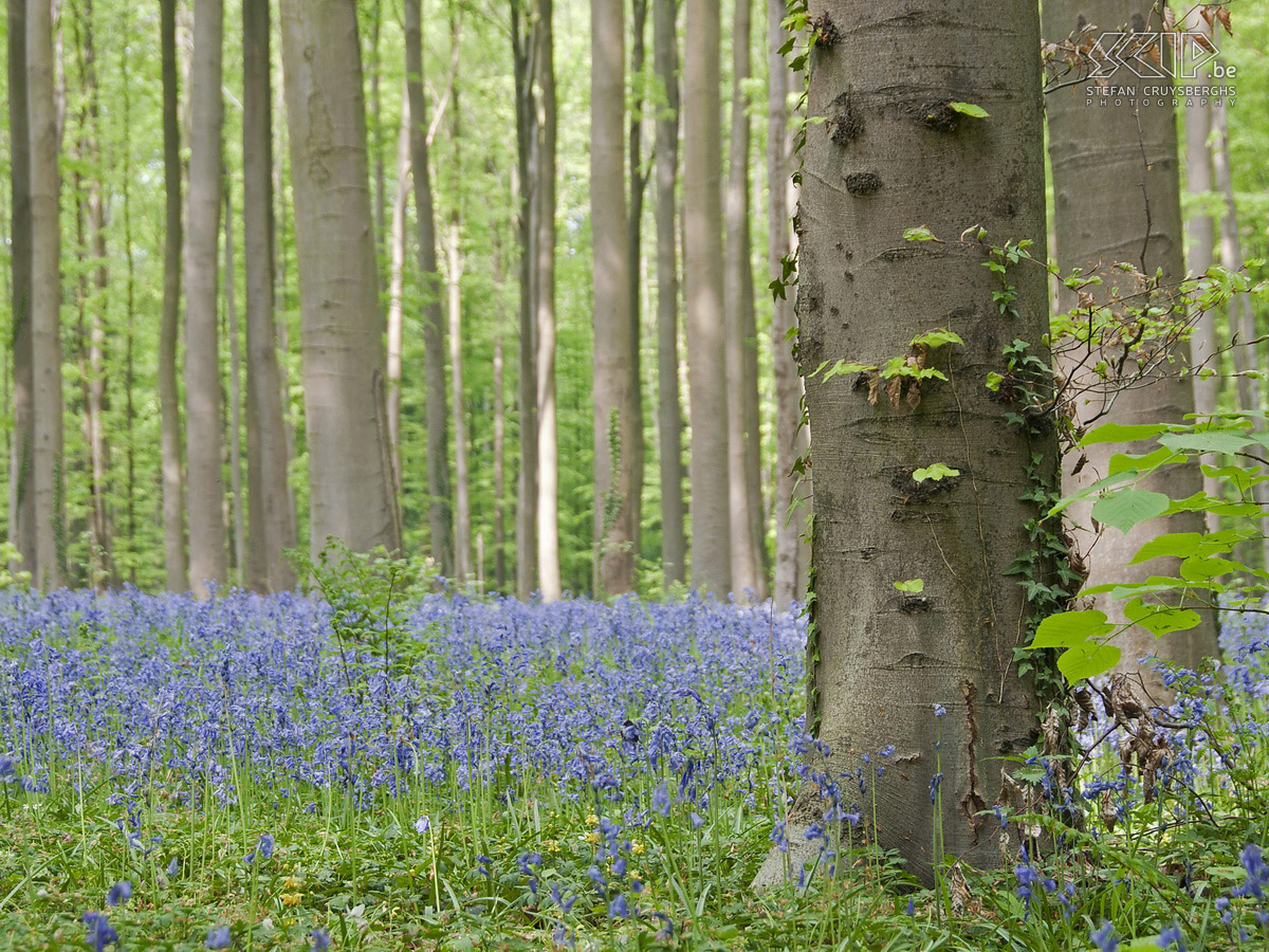 Hallerbos  Photos of the Hallerbos (Dutch for Halle forest) with its bluebell (Hyacinthoides non-scripta) carpet which covers the forest floor for a few weeks during spring.  Stefan Cruysberghs